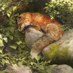 ~ Escape by a Hare - Fox by Bonnie Marris