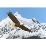 The Patriot - bald eagle in flight by artist John Bye