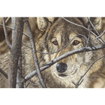 ~ Hiding in Plain Sight - portrait of wolf by Judy Larson