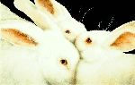 Some Set of Buns - three white rabbits by Will Bullas