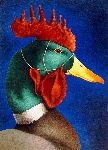 Clucks Unlimited - Mallard duck in disguise by Will Bullas