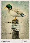 The Federal Duck Stump - Mallard Drake by humorist artist Will Bullas