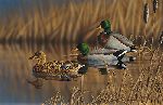 Afternoon Mallards by Richard Clifton