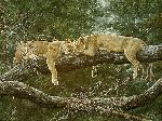 Manyara Afternoon - Lions sleeping in tree by wildlife artist Simon Combes