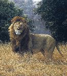 Simba - Lion by wildlife artist Simon Combes