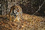 Indian Summer - Bengal Tiger by wildlife artist Simon Combes