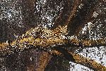 Golden Silhouette - Leopard resting in tree by wildlife artist Simon Combes