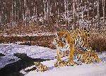 Siberian Winter - Siberian Tiger and cubs by wildlife artist Simon Combes