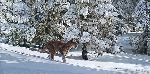 Snow Tracker - Mountain Lion by wildlife artist Simon Combes