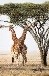 Sentinels - Giraffes by wildlife artist Simon Combes