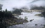 Moose River by wildlife artist Jay Johnson