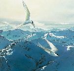 Free Flight - arctic terns by Stephen Lyman