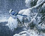 Twilight Snow (Blue Jay) by Stephen Lyman