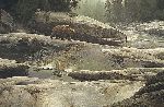 Uzumati - Great Bear of Yosemite by Stephen Lyman