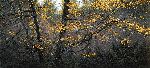 Steller Autumn - jays in colorful trees by wilderness artist Stephen Lyman