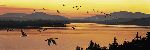 Sounds of Sunset  - canada geese by wilderness artist Stephen Lyman