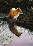 Under the Morning Star - Red Fox by wildlife artist Bonnie Marris