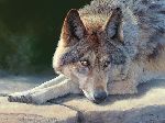 Mystere  - Wolf portrait by wildlife artist Bonnie Marris
