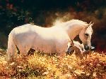 Queen Anne´s Lace - White Horse with foal by artist Bonnie Marris