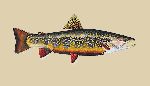 Brook Trout by James Prosek