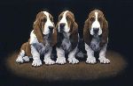 Basset Hound Pups by John Weiss