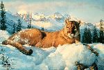Snow King - Cougar by wildlife artist Nancy Glazier
