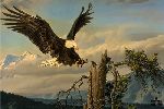 Power Landing - Bald Eagle by wildlife artist Nancy Glazier