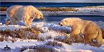 Hudson Heavyweights - Polar Bears by wildlife artist Nancy Glazier