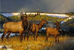 Prelude - Elk by western wildlife artist Nancy Glazier