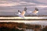 Winter Sanctuary - Whooping Cranes by wildlife artist Matthew Hillier