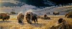 The Hidden Valley - Bison grazing by wildlife artist Nancy Glazier