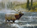 The Crossing - Elk by wildlife artist Matthew Hillier