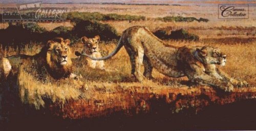 African Evening Lions by Donald Grant Lion Print 14x11 