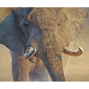 Big Ivory - portrait of elephant by John Banovich