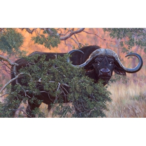 Black Gold - cape buffalo by John Banovich