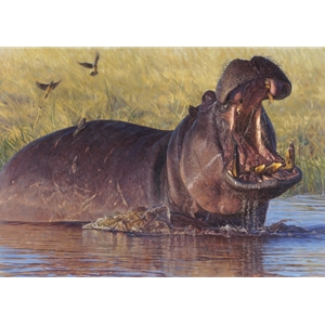 Confrontation - hippo by John Banovich