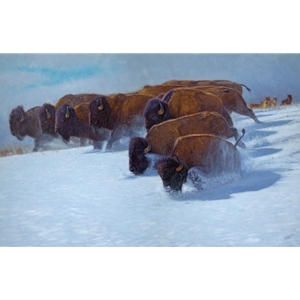 Into the Drift - bison in winter by John Banovich