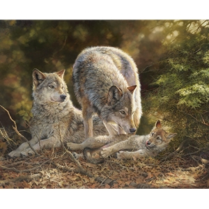 Coyote family finding a moment of rest and relaxation under the cover of the forest.