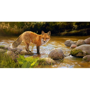 The morning sun dancing off the creek and bathing the fox in a warm glow