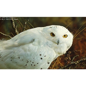 Amber Gaze - Snowy Owl by Carl Brenders