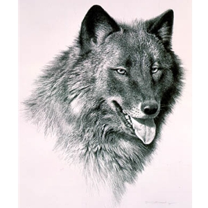 Black Wolf - Portrait by wildlife artist Carl Brenders
