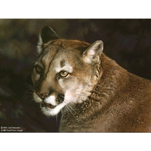 Close Up - Cougar by wildlife portrait artist Carl Brenders