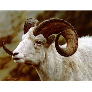 Dall Sheep Portrait by wildlife artist Carl Brenders