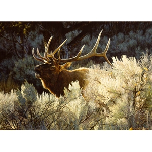 Indian Summer - Bugling Elk by wildlife artist Carl Brenders