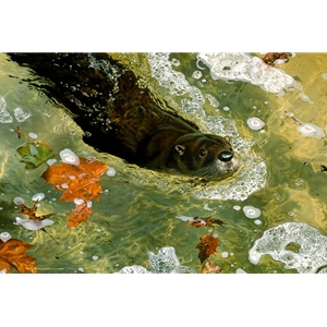 On a Mission - River Otter by wildlife artist Carl Brenders