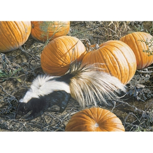 Trick or Treat - Skunk and pumpkins by wildlife artist Carl Brenders