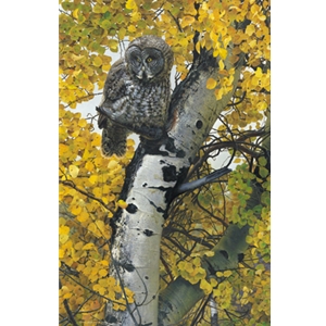 Silence is Golden - Great gray Owl by wildlife artist Carl Brenders