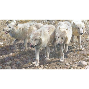 Esprit De Corps - Arctic Wolves by wildlife artist Carl Brenders