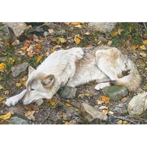 The Fall Guy - Tundra Wolf by wildlife artist Carl Brenders