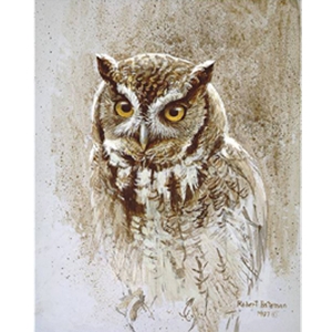 Screech Owl Study by Robert Bateman